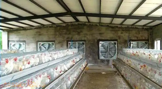 Eight Key Points of Poultry Production Management in Summer High Temperature Period