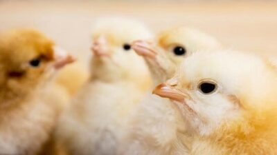 Management focus at different ages (according to the physiological characteristics of broilers)