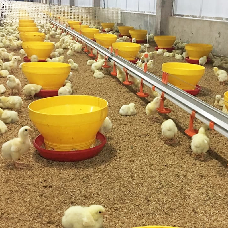 automatic feeding and drinking line