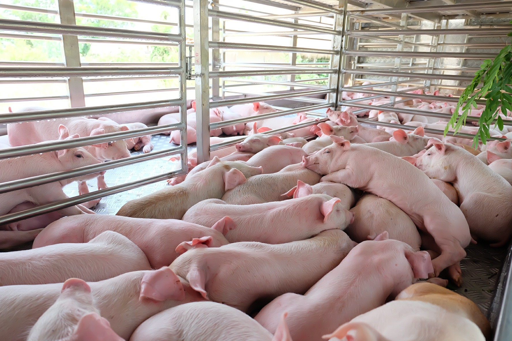 pig farm