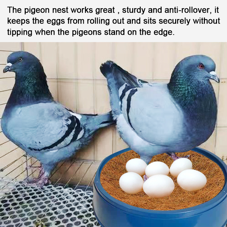 pigeon nest (12)