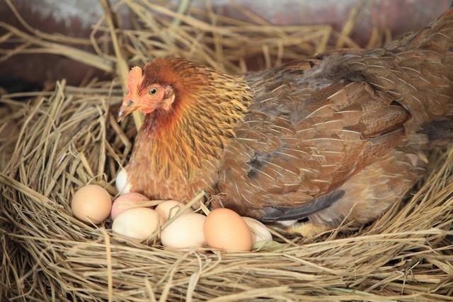 How to start your own chicken farm 