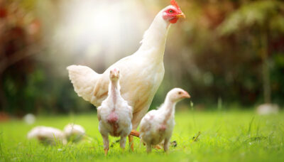 How to raise chickens in summer? Breeding methods for broilers in summer