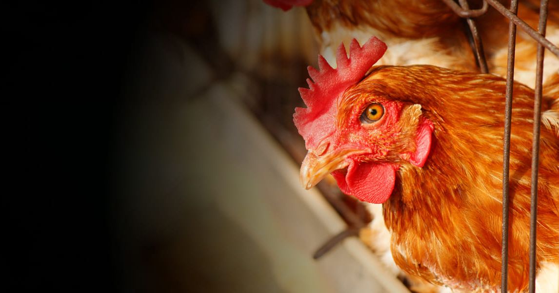Feeding And Management Of Broilers In Cages