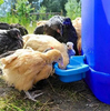 0.5L Automatic Chicken Drinker Cup For Poultry Chicken Duck Goose Turkey Rabbit Small Pet