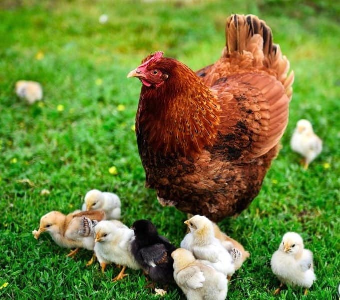 The most powerful large-scale farming: people raise equipment, equipment raises chickens, chickens raise people!
