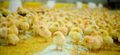 chicken farm equipment (12).jpg