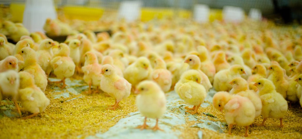 What are the basic requirements for a poultry house?