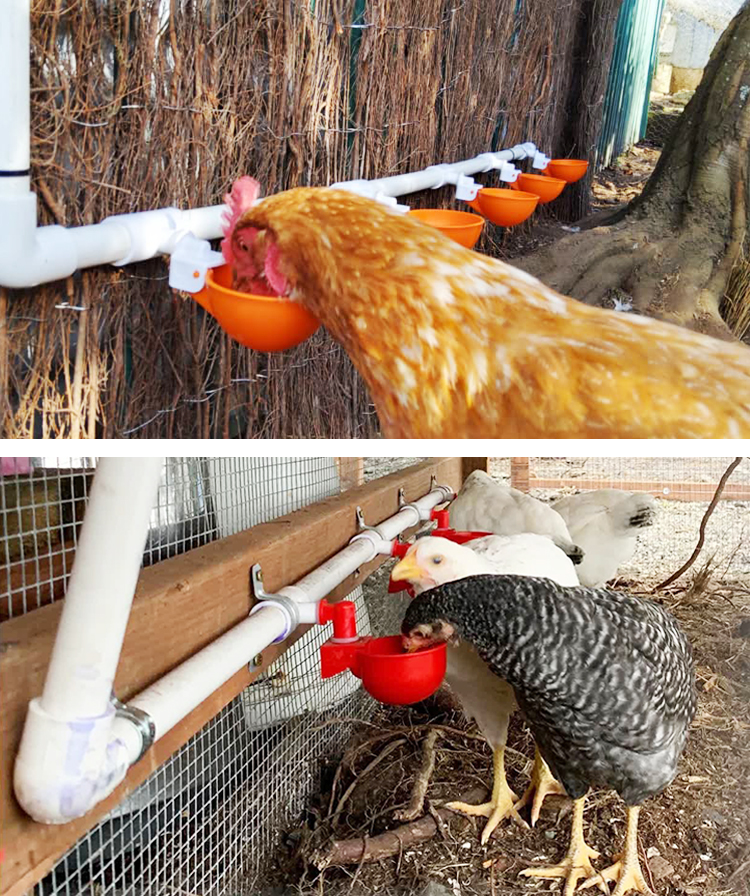chicken water cup chicken water cup