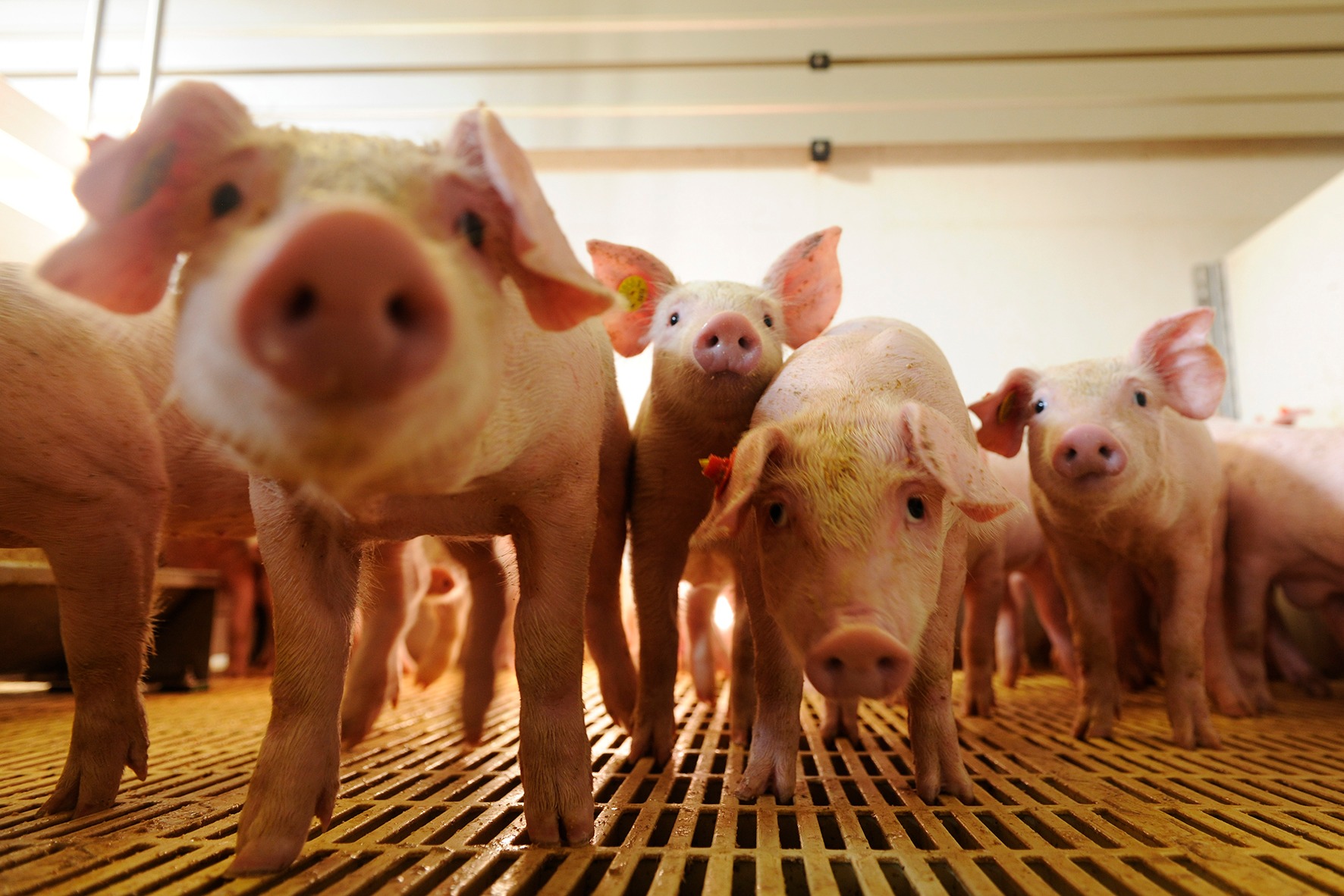 Brief introduction of pig farm equipment