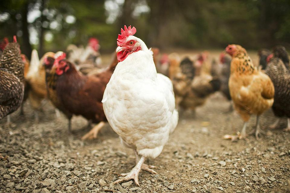 Main Points of Feeding and Management of broiler breeder rooster in Laying Period
