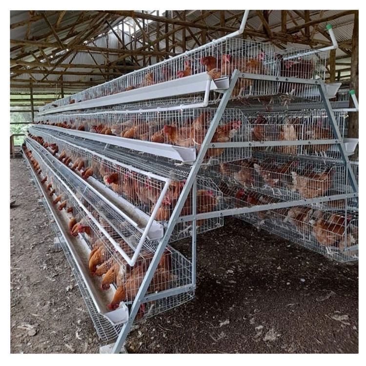 chicken cage (11)