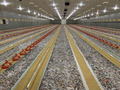 chicken farm equipment (50).jpg