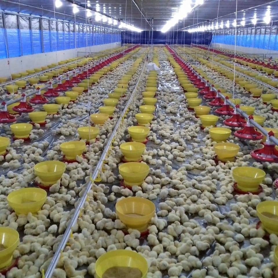 automatic chicken feeding line