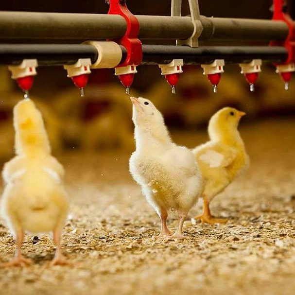 Nipple Drinkers: Core Accessories Optimizing Poultry Drinking Line Systems