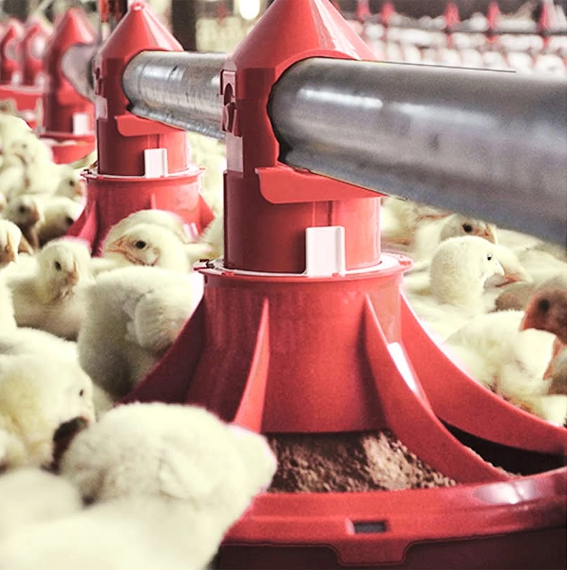 Poultry Feeder Pan & Drinker: Core Accessories to Optimize Chicken Feeding Line System