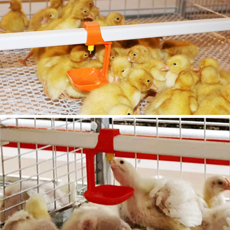 chicken drinker (7).jpg