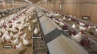 //ikrorwxhnjqrlp5p.ldycdn.com/cloud/poBprKmilkSRolqjjqlkiq/Broiler-Breeder-barn-interior-full-length-ENG.jpg