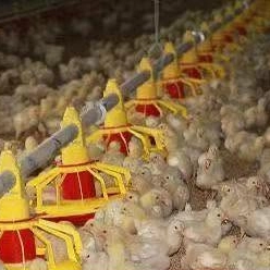 Feeder Pans: Core Poultry Equipment to Optimize Automatic Poultry Feeding Line