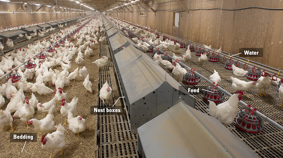 Broiler-Breeder-barn-interior-full-length-ENG.jpg